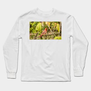 A resting male cardinal Long Sleeve T-Shirt